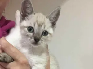 Gato raça SRD idade 2 a 6 meses nome GATINHO 