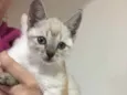 GATINHO
