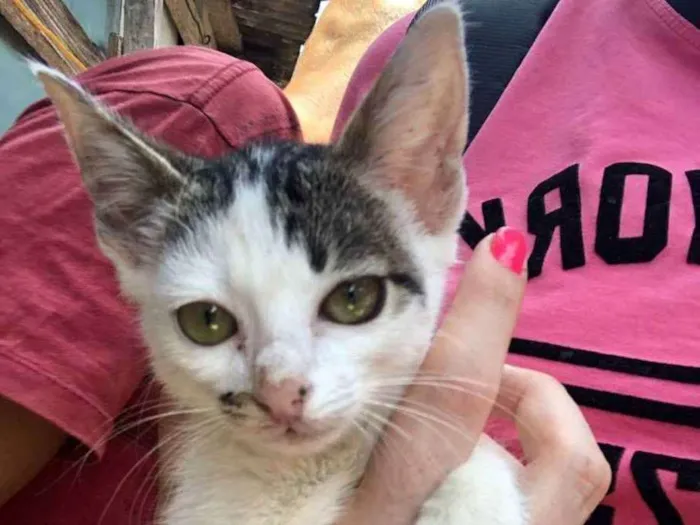 Gato ra a SRD idade 2 a 6 meses nome Gatinha