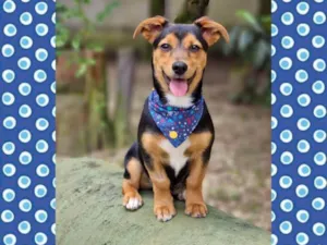 Cachorro raça Srd idade 7 a 11 meses nome GIN