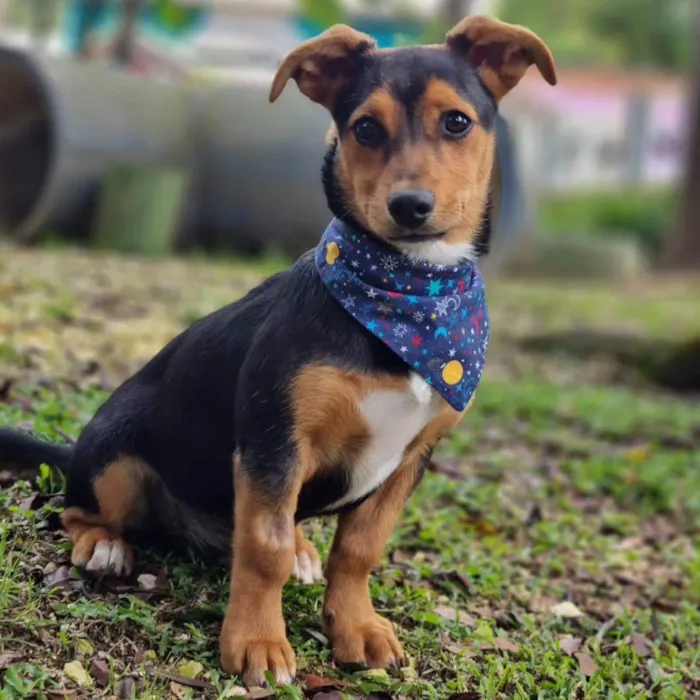 Cachorro ra a Srd idade 7 a 11 meses nome GIN
