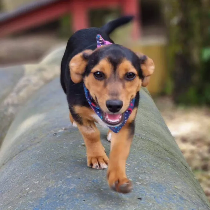 Cachorro ra a Srd idade 7 a 11 meses nome GIN