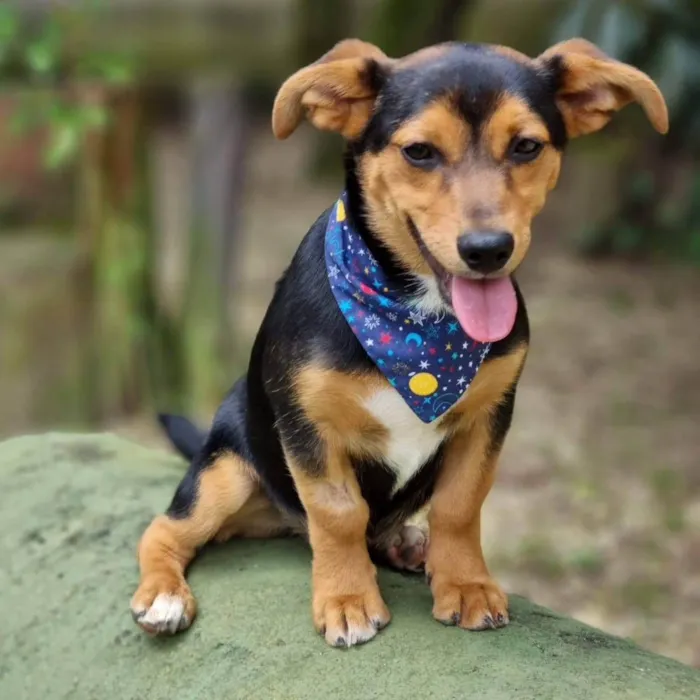 Cachorro ra a Srd idade 7 a 11 meses nome GIN