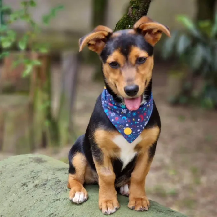 Cachorro ra a Srd idade 7 a 11 meses nome GIN