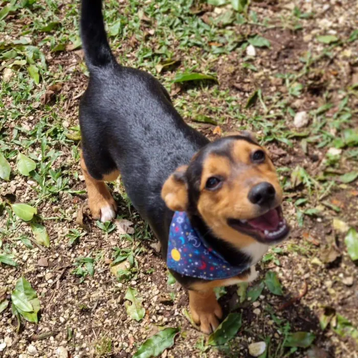 Cachorro ra a Srd idade 7 a 11 meses nome GIN