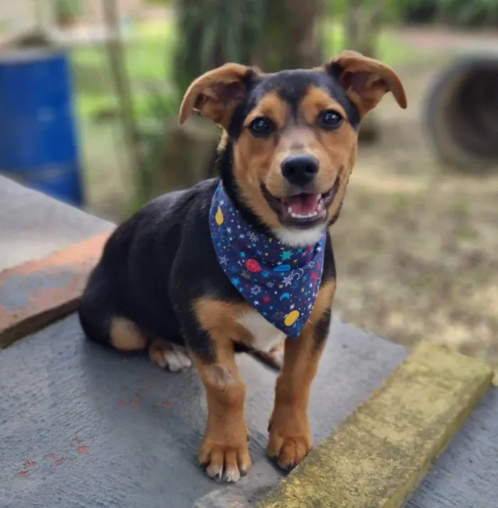 Cachorro ra a Srd idade 7 a 11 meses nome GIN