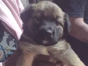 Cachorro raça Viralata idade 2 a 6 meses nome sem nome 