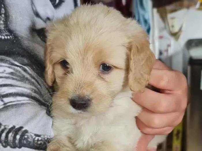 Cachorro ra a Labrador mestiço  idade Abaixo de 2 meses nome Filhotes