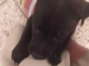 Cachorro raça Vira-Lata idade Abaixo de 2 meses nome Não tem nome.