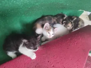 Gato raça  idade Abaixo de 2 meses nome Sem nome