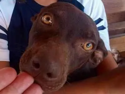 Cachorro ra a Vira lata com Border Coler idade 7 a 11 meses nome Lilica