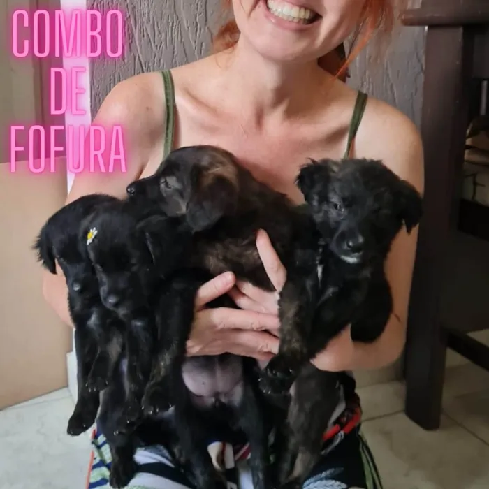 Cachorro ra a Srd idade 2 a 6 meses nome Leo,Pitty,Sky