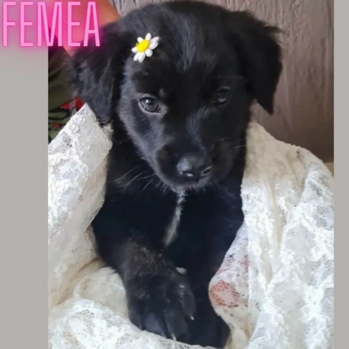 Cachorro ra a Srd idade 2 a 6 meses nome Leo,Pitty,Sky