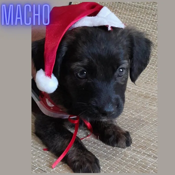 Cachorro ra a Srd idade 2 a 6 meses nome Leo,Pitty,Sky