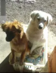 Dará e branca