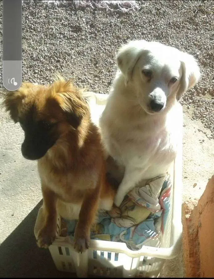 Cachorro raça Rnd idade 5 anos nome Dará e branca