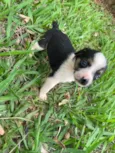 Cachorrinhas