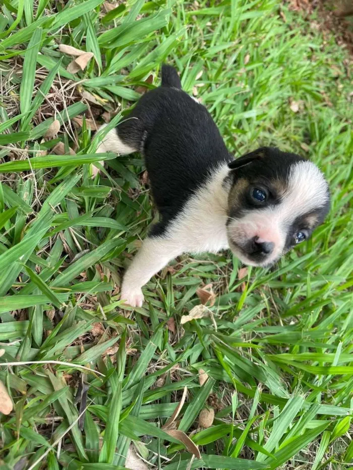 Cachorro raça Vira lata idade Abaixo de 2 meses nome Cachorrinhas