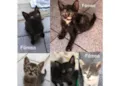 Gato raça Srd idade Abaixo de 2 meses nome Gatinhos
