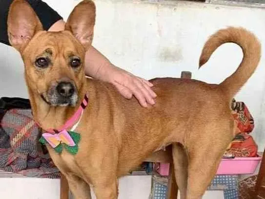 Cachorro raça Chow chow e vira lata  idade 2 anos nome Saori