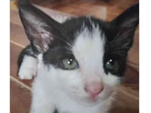 Gato raça vira lata  idade Abaixo de 2 meses nome Fofinha Paçoquinha 