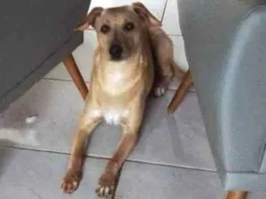 Cachorro raça Labrador cruzado idade 7 a 11 meses nome Tupã 