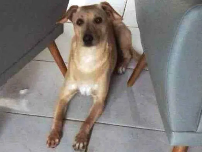 Cachorro ra a Labrador cruzado idade 7 a 11 meses nome Tupã 