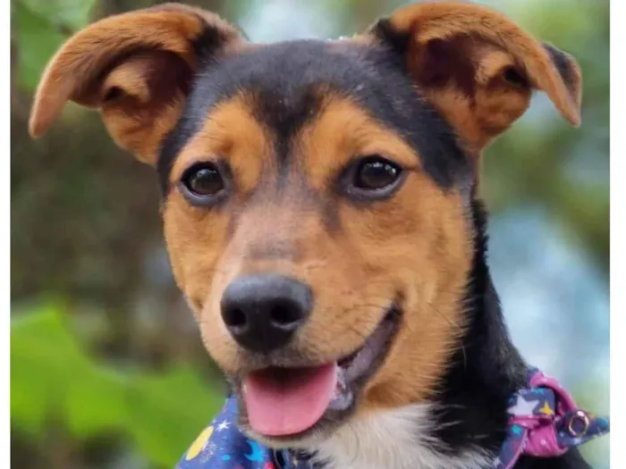 Cachorro ra a Srd idade 7 a 11 meses nome GIN