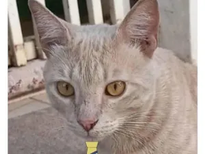 Gato raça Mestiço  idade 2 a 6 meses nome Luke 