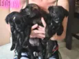 Leo,Pitty,Sky