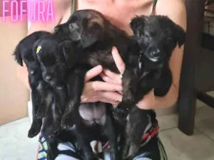 Cachorro raça Srd idade 2 a 6 meses nome Leo,Pitty,Sky