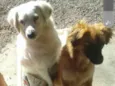Dará e branca