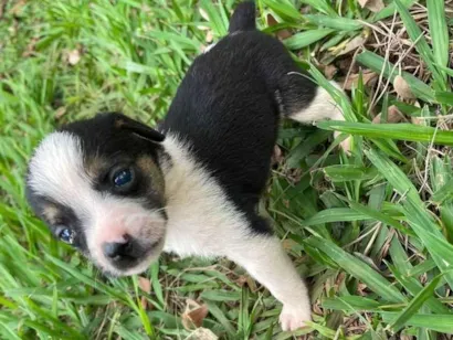 Cachorro raça Vira lata idade Abaixo de 2 meses nome Cachorrinhas