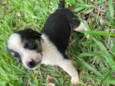 Cachorrinhas