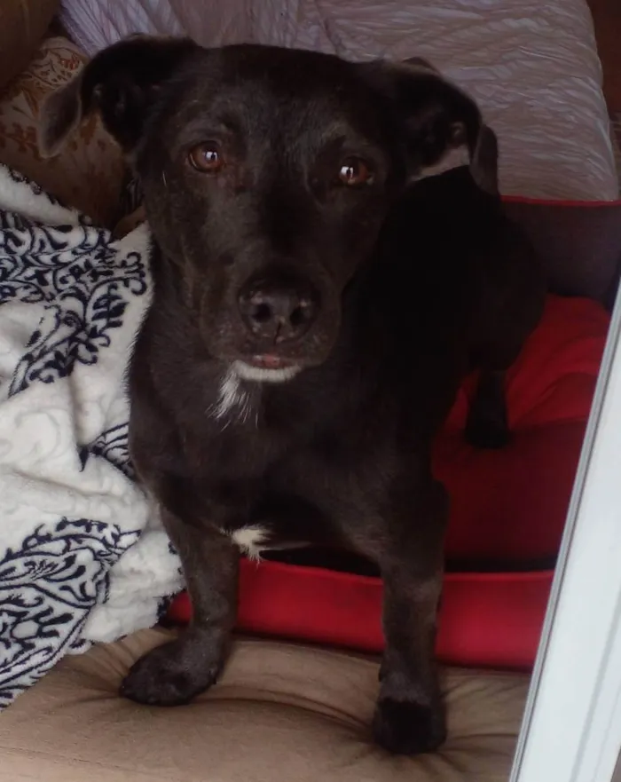 Cachorro ra a SRD idade 4 anos nome Billy