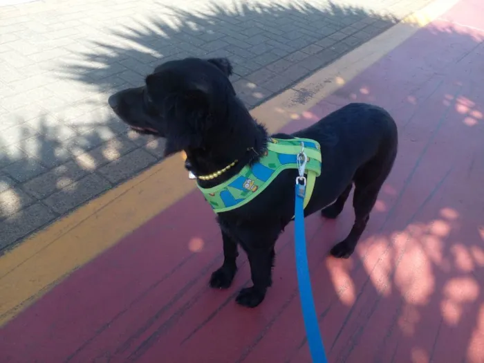 Cachorro ra a SRD idade 1 ano nome Pretinha