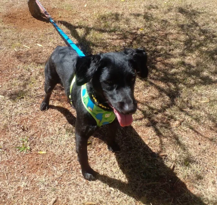 Cachorro ra a SRD idade 1 ano nome Pretinha