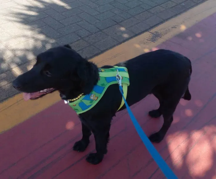 Cachorro raça SRD idade  nome Princesa