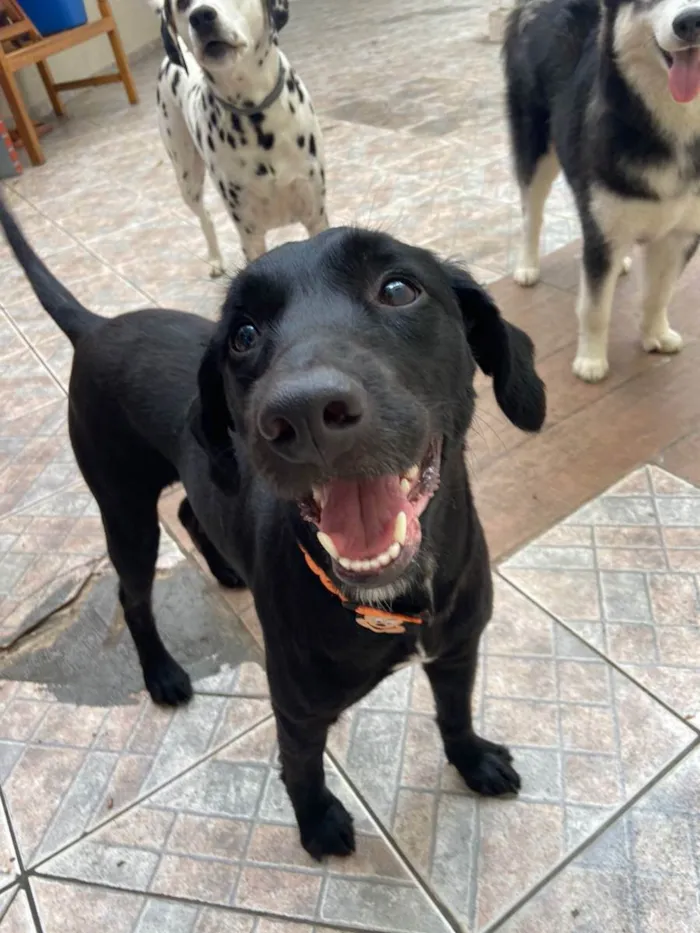 Cachorro raça SRD idade  nome Princesa