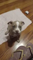 Bruce 