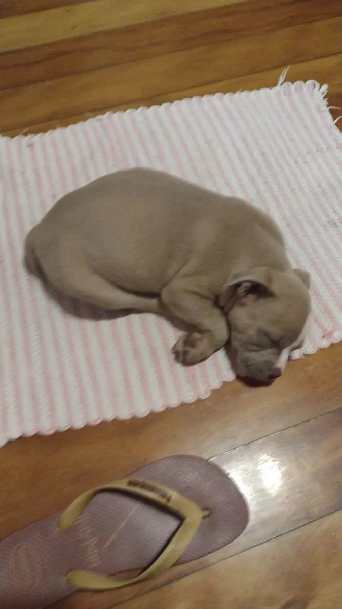 Cachorro ra a American Bully  idade 2 a 6 meses nome Bruce 