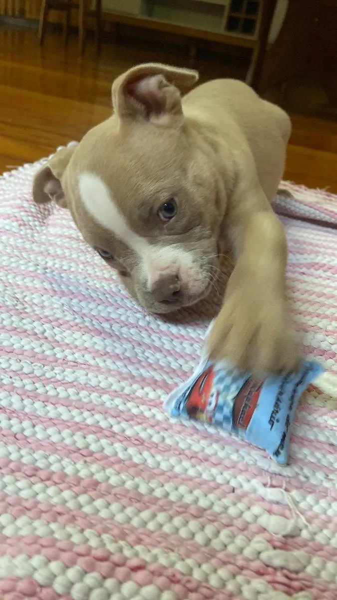 Cachorro ra a American Bully  idade 2 a 6 meses nome Bruce 