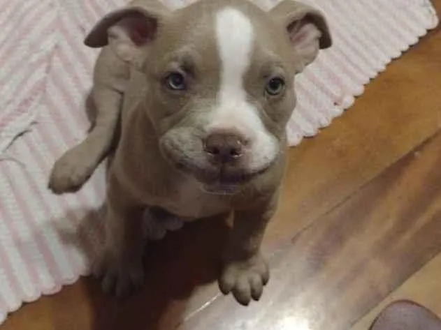 Cachorro ra a American Bully  idade 2 a 6 meses nome Bruce 