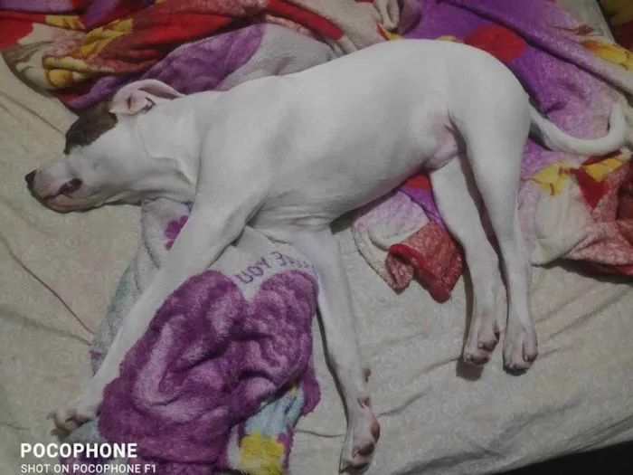 Cachorro ra a Mestiço de Pitbull  idade 2 a 6 meses nome Bolt