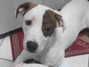 Cachorro raça Mestiço de Pitbull  idade 2 a 6 meses nome Bolt