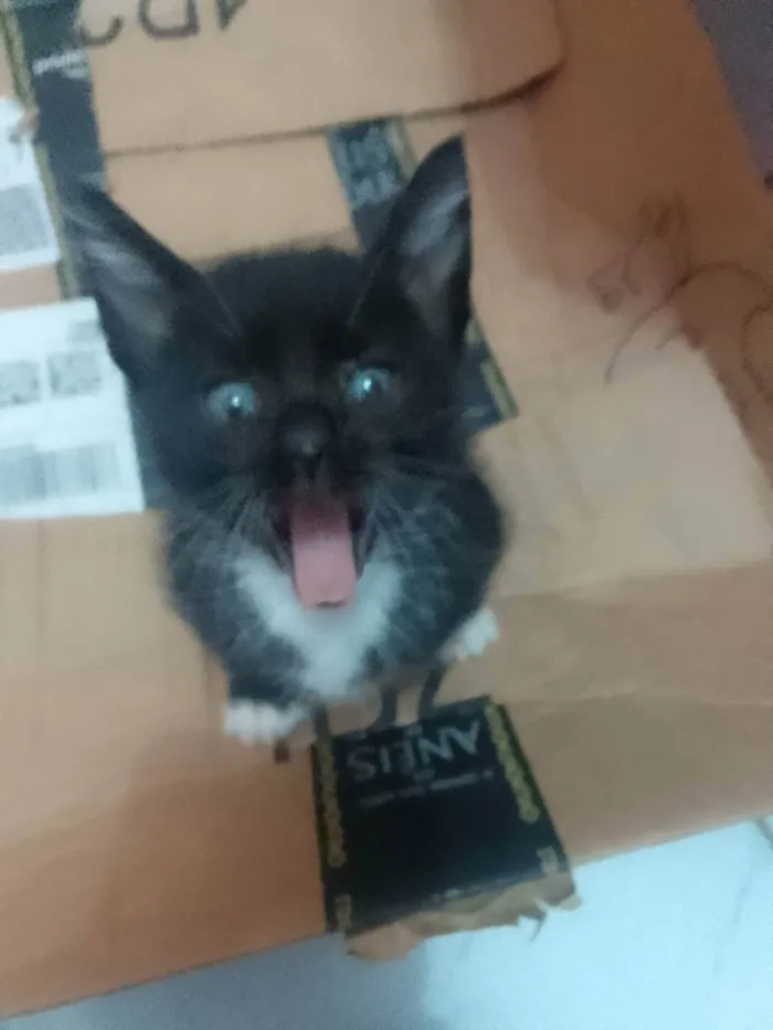 Gato ra a SRD idade Abaixo de 2 meses nome Jacob 