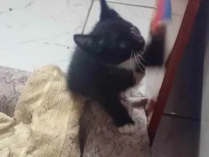 Gato raça SRD idade Abaixo de 2 meses nome Jacob 