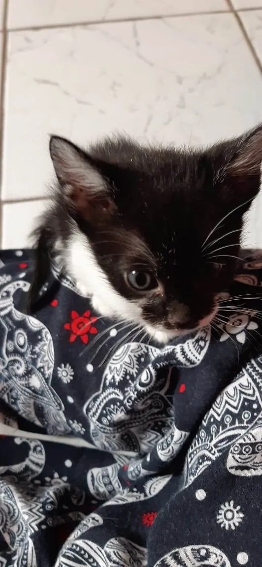 Gato ra a Srd  idade Abaixo de 2 meses nome Elisa