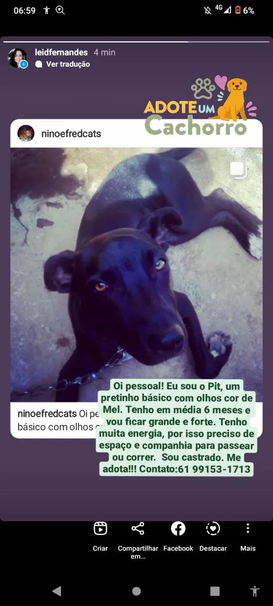 Cachorro ra a SRD idade 2 a 6 meses nome Pit