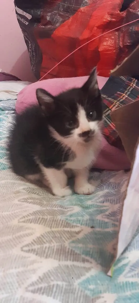 Gato ra a Srd idade Abaixo de 2 meses nome Renesmee